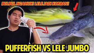 NGAMUK! IKAN BUNTAL FAHAKA VS LELE JUMBO DALAM SATU TANK! BULBUL MENGAMUK KANDANGNYA DIGANGGU!