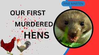 Troubles with Pine Martens