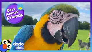 Parrot Is NOT Welcome In Dog's Home... Until He Sees Her Fly! | Dodo Kids | Best Animal Friends