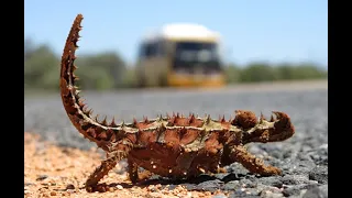 10 weird animals and wonderful animals native to Australia