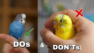 Common Budgie Owner Mistakes You Shouldn't Make