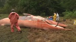 Over 300 whales wash ashore on Chilean coast