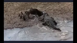 Крокодил король болот. Нападения крокодилов. Битвы хищников.