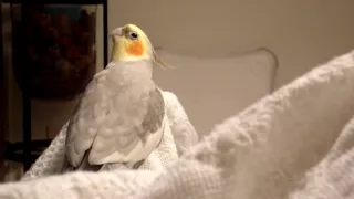 Angel: My Cockatiel Whistling