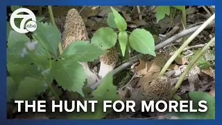 How can you find morel mushrooms in Michigan?