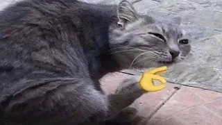 BEST CAT MEMES COMPILATION V05