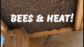 Bees and Heat!