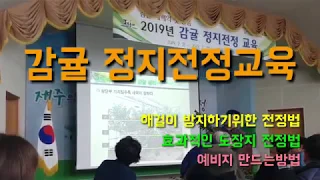 감귤정지전정교육 및 전정실습 예비지설정법 도장지전정법 감귤생리