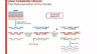 Lowering Next Gen Sequencing DNA Input Requirements and Gaining Access to More Samples