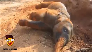 Die lustigsten Baby Elefanten Videos 🐘 lustige Elefanten Videos