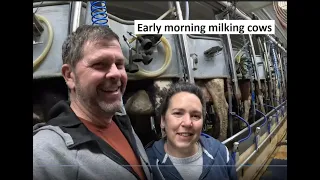 Early Morning Milking Cows and Clearing Land