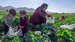 Fields of Resilience: A Mother's Cucumber Harvesting Adventure | PART 18