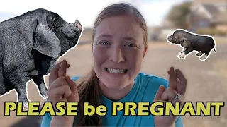 Is our PIG pregnant? | How to pregnancy test a pig