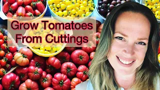 How to Grow Tomatoes from Cuttings | little roots ranch with Christi