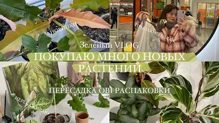 Купила много растений | распаковка, обзор и пересадка || Зелёный VLOG