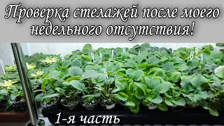 Проверяю рабочие стелажи с детками фиалок и цветущими новинками!  Часть 1