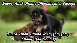 Suara Anak Anjing Memanggil Induknya, Suara Anak Anjing Menggonggong (Baby Dog Sound)