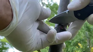 Notching fruit trees. Get more fruit NOW! Aka “NOTCH-YO-TREES”