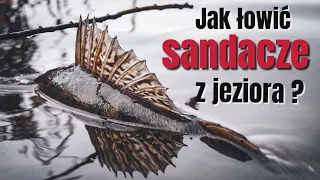 Jak złowić sandacza na jeziorze i nie tylko