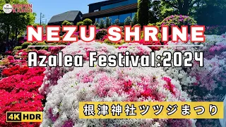 Nezu Shrine Azalea Festival 2024 | 根津神社ツツジまつり | Nezu Shrine Azalea Garden Walking Tour | 4K HDR