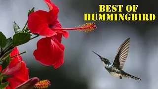 The Best Hummingbird Facts You've Never Known  - The Smallest Bird Species