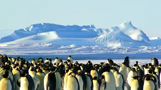 Antarctica: The Ultimate Cruise Journey #ecotourism