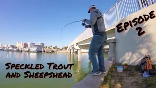 Sheepshead and Trout | Clearwater FL Fishing