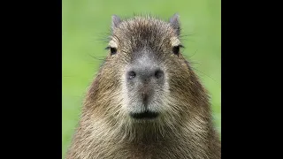 Capybara song