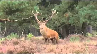 King of the Woods, Red Deer, Veluwe