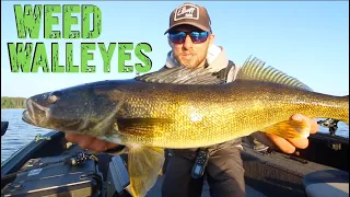 Everything To Know About Weed Walleye Fishing