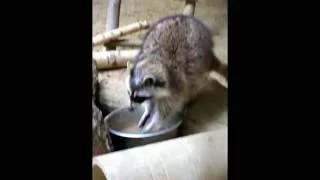 Прикольный енот моет и ест бублик в "Фельдман Экопарк" / Funny raccoon