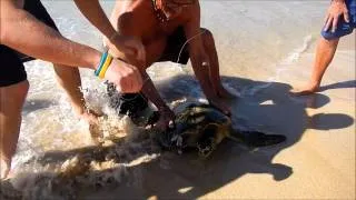 Sea Turtle Rescue Oahu