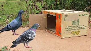 Cardboard Box Bird Trap - How To Make An Easy Pigeon Trap Using Cardboard Box