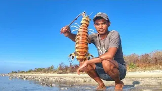 Gigantic Mantis Shrimp of madura Remote Island Catch Them With Simple bamboo trap