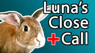 Rabbit Health Problems - Luna's journey through E. cuniculi and a mysterious illness.