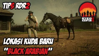 LOKASI KUDA BARU BLACK ARABIAN