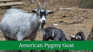 American Pygmy Goat || American Pygmy Goat Behavior || American Pygmy Goat Habitat