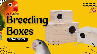 Lovebirds cleaning boxes | how to save from Bacteria & mites | #bacteria #mites #lovebirds #cleaning