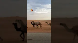 رحلة الصمان مع العم ابو خالد 🤍🏜️