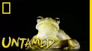 This Frog is a True Gladiator | Untamed