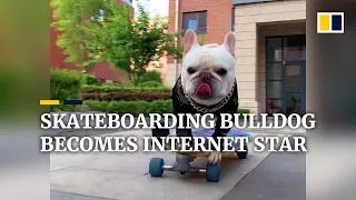 Skateboarding French bulldog in China becomes internet star