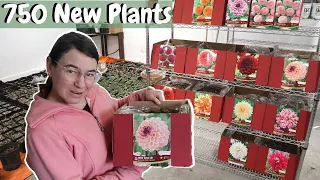 $3500 Bulk Flower Farm Unboxing | 300 Dahlias and 450 Perennials from Van Noort