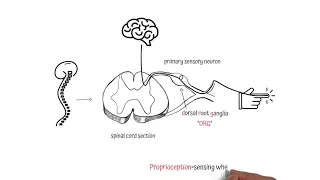 Episode 2: Sensory Neurons