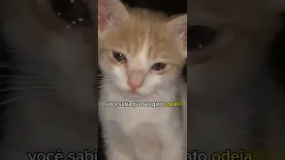 COISAS QUE OS GATOS ODEIAM 😡 E VOCÊ FAZ COM ELE