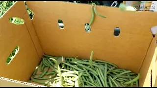 Harvester: Green Bean