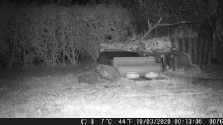 Hedgehogs After Dark: Mating behaviour