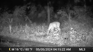 Deer - Sunday, May 5, 2024 at 4:14 AM