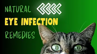 Natural Remedies for Cat Eye Infections | Holistic Veterinary Advice