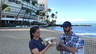 Hawaiian Monk Seal Pup Update With NOAA At Kaimana Beach, Hawaii