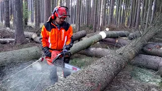 Husqvarna 572XP Chain saw TOP FELLING!!!THE BEST CHAINSAW!!!